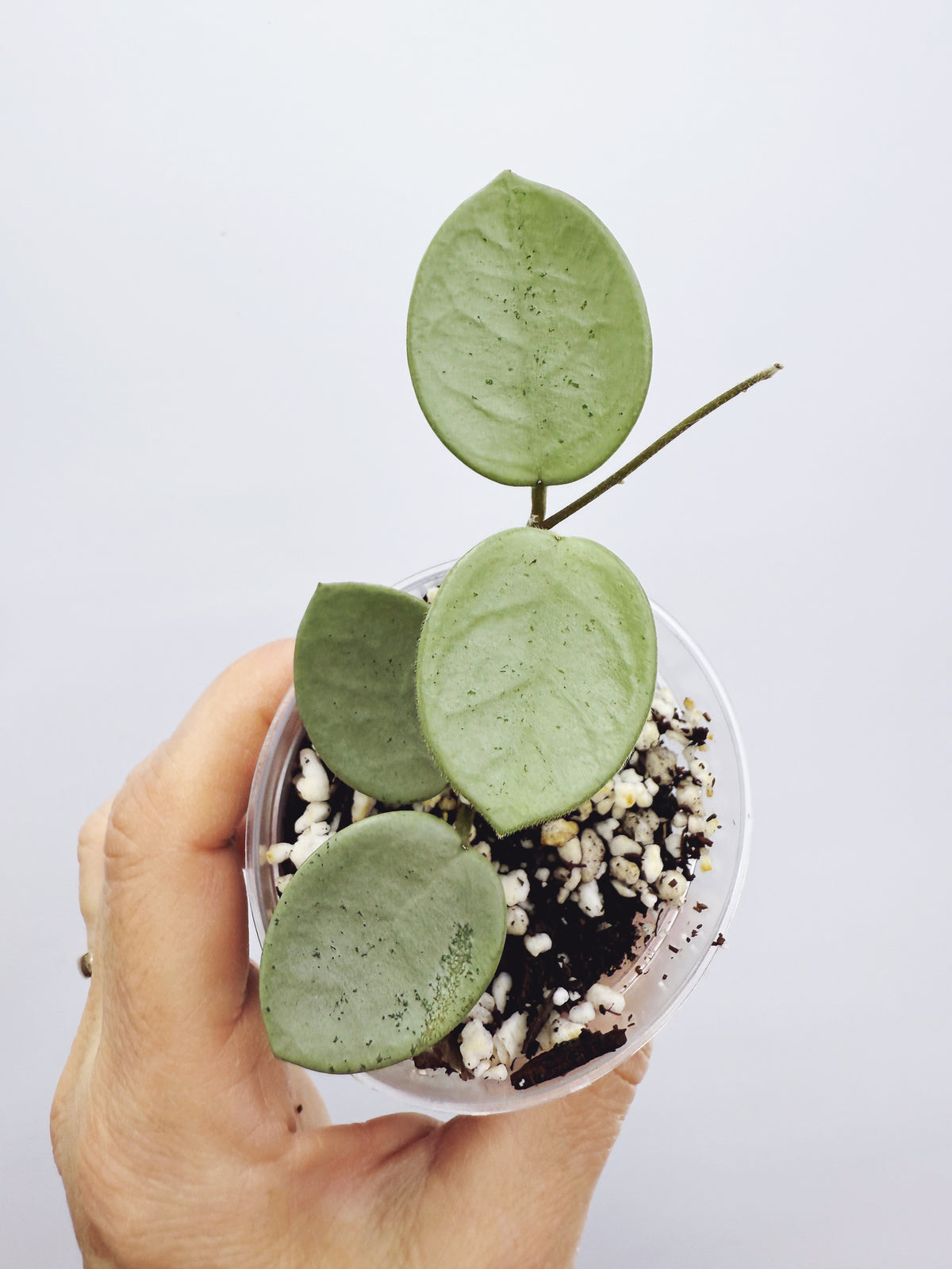 Hoya Mathilde Grey Fairy