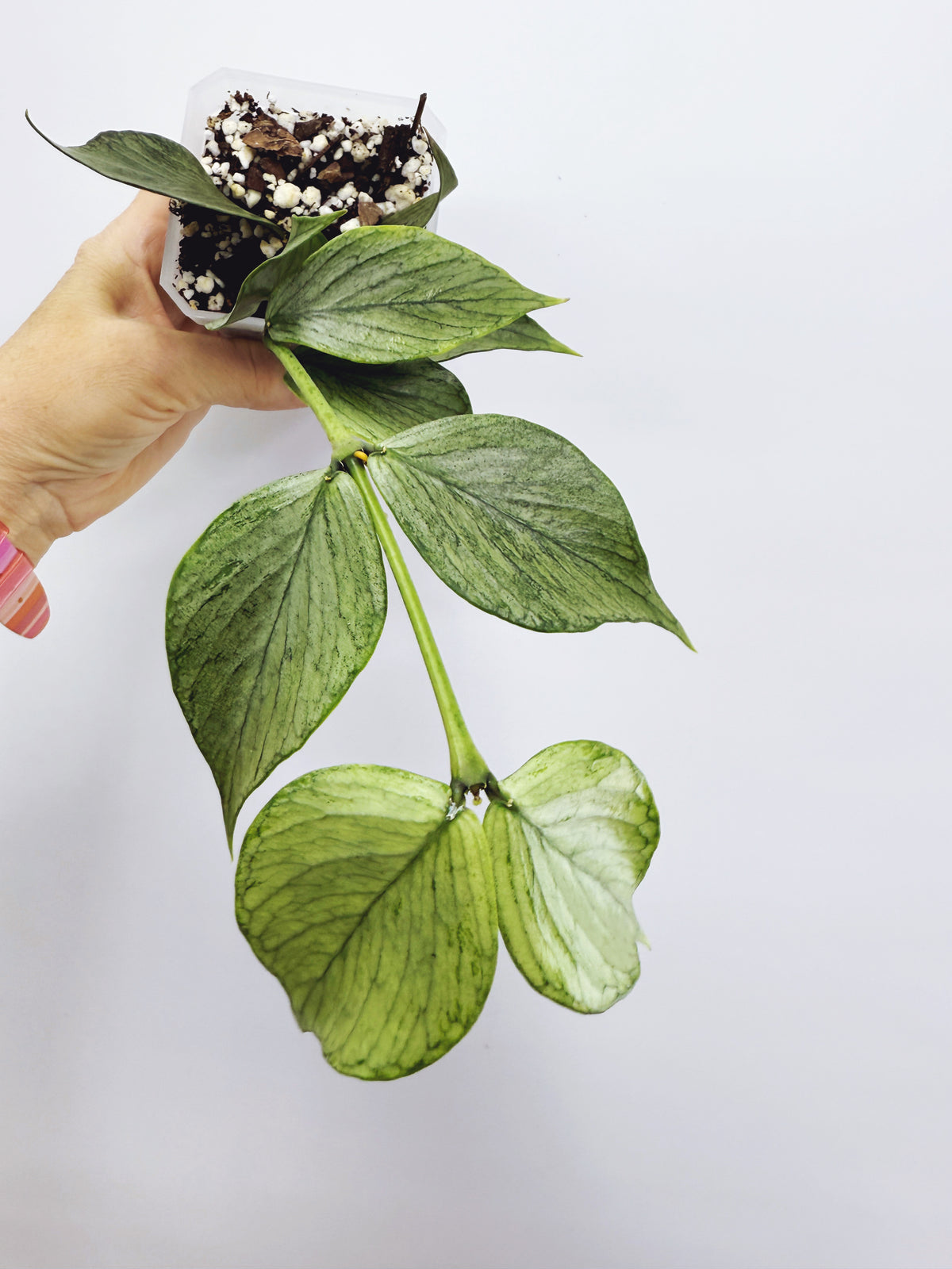 Hoya polyneura broget silver