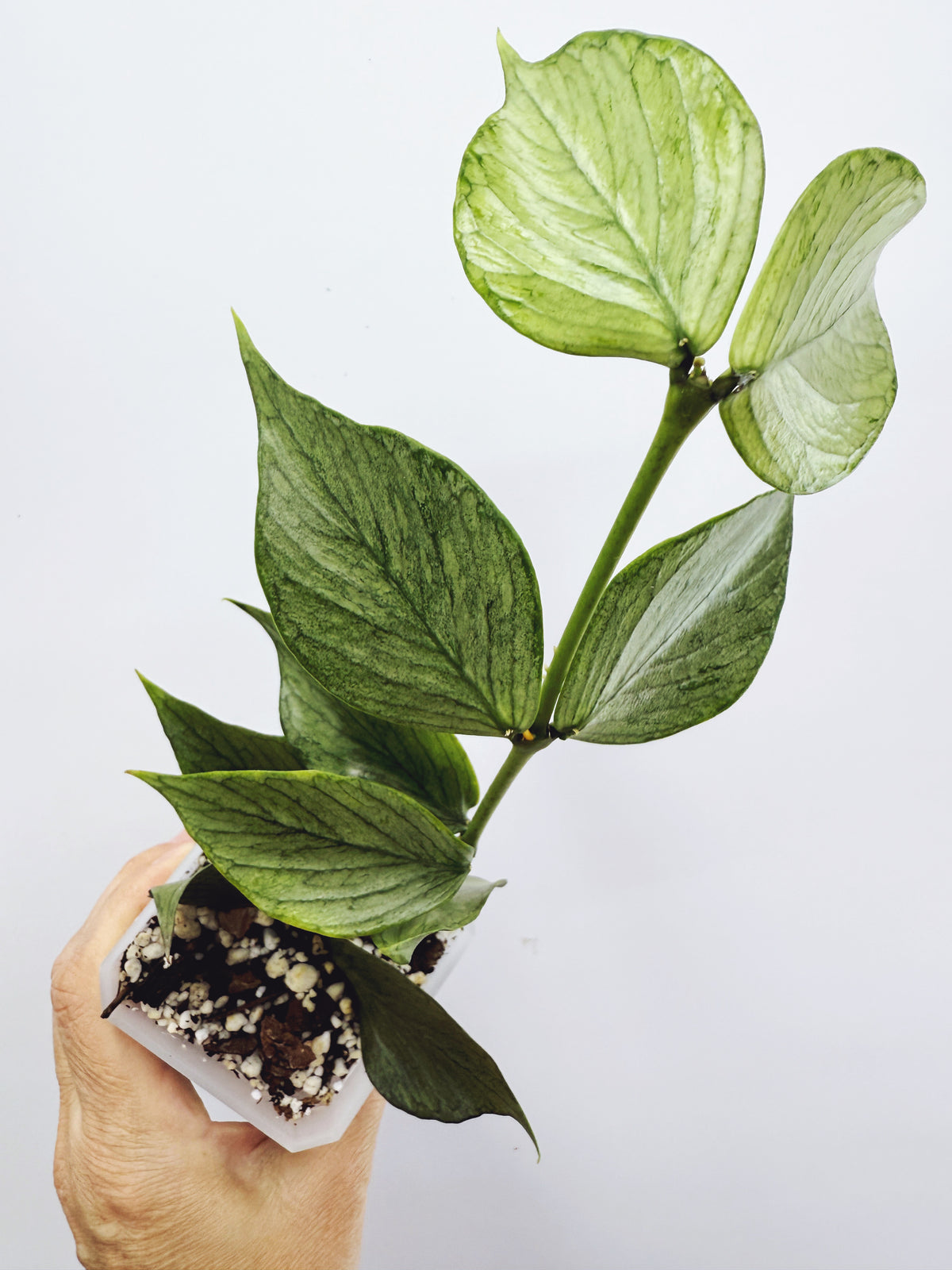 Hoya polyneura broget silver