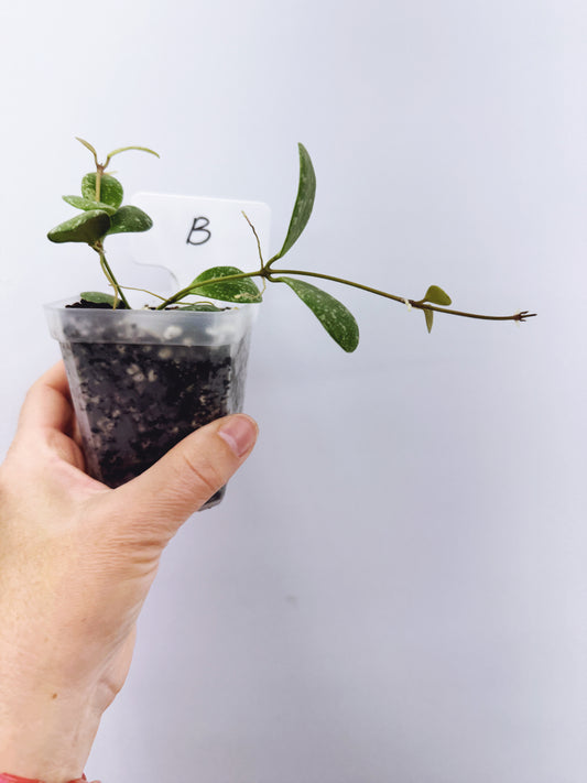 Hoya ETS-10 Splash Plant B