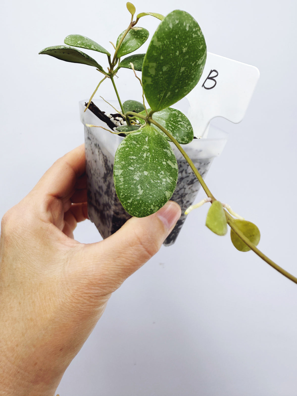 Hoya ETS-10 Splash Plant B