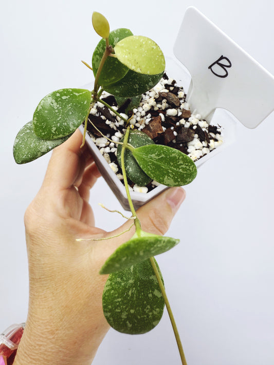 Hoya ETS-10 Splash Plant B