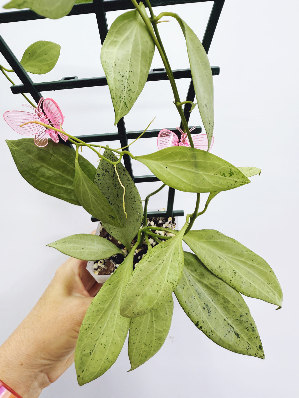 Current Plants