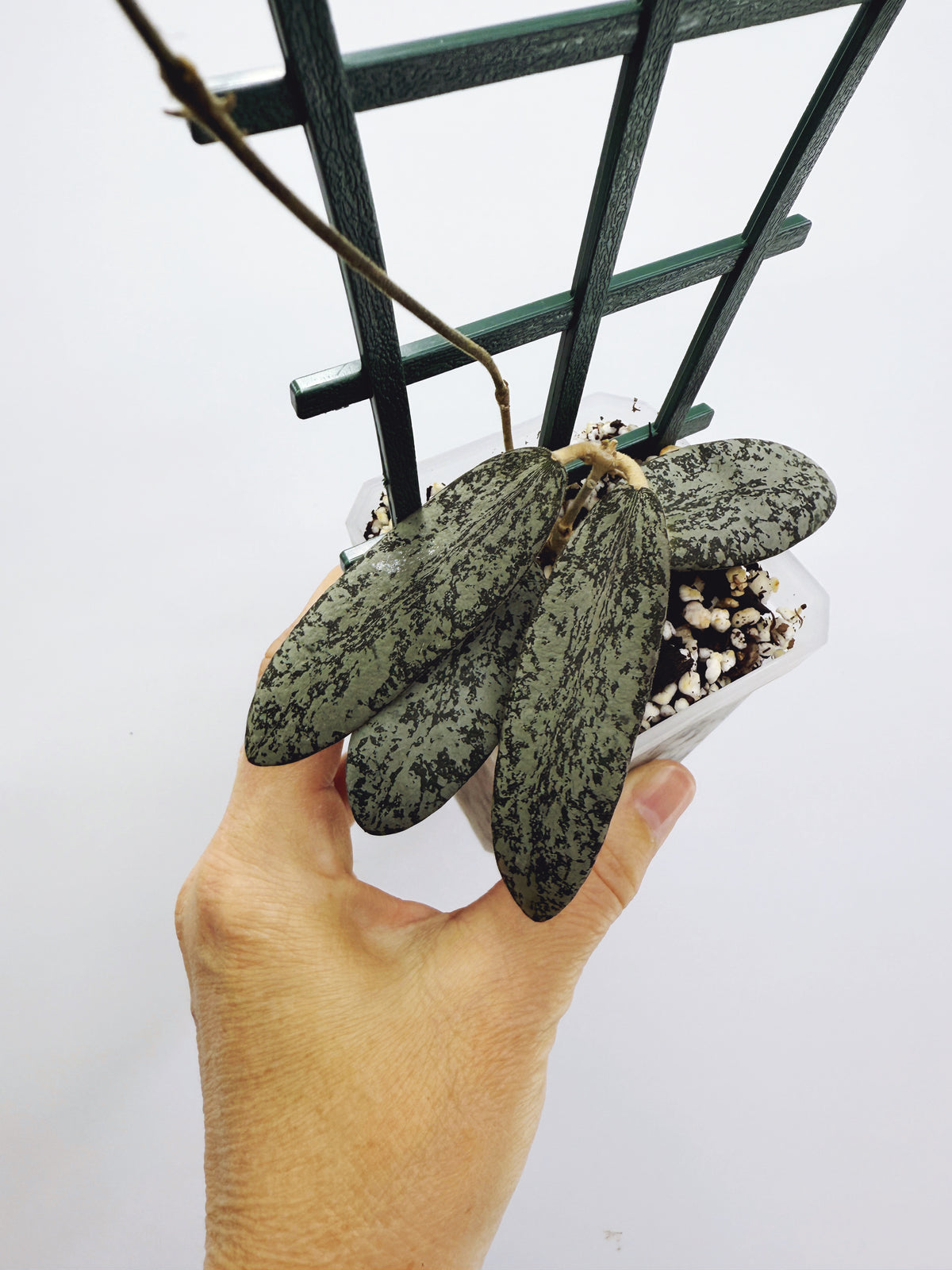 Hoya sigillatis silver