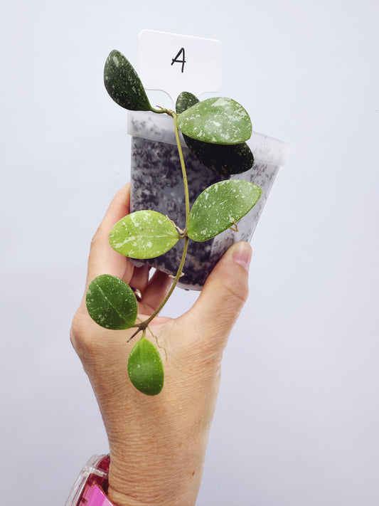 Hoya ETS-10 Splash Plant A