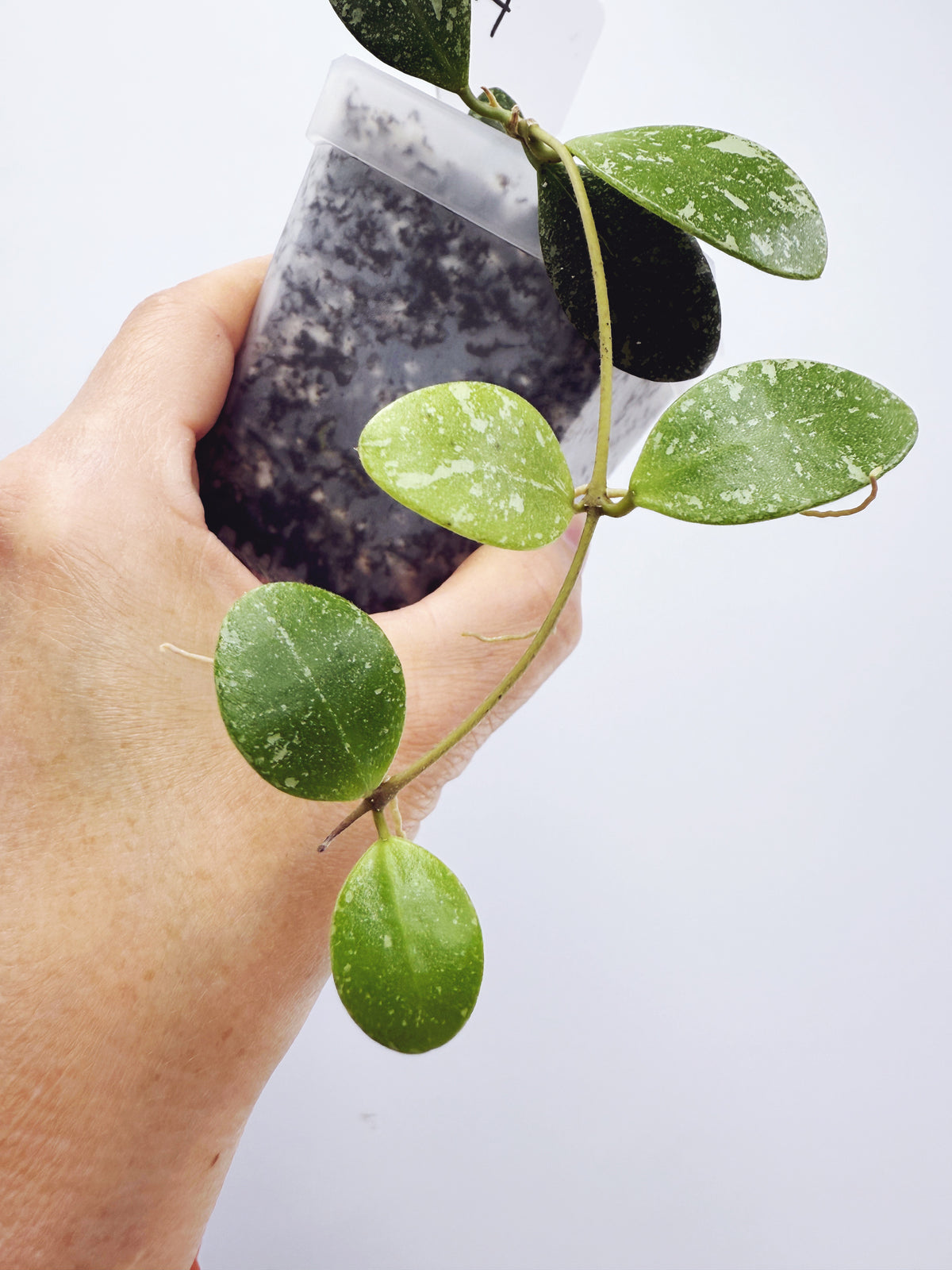 Hoya ETS-10 Splash Plant A