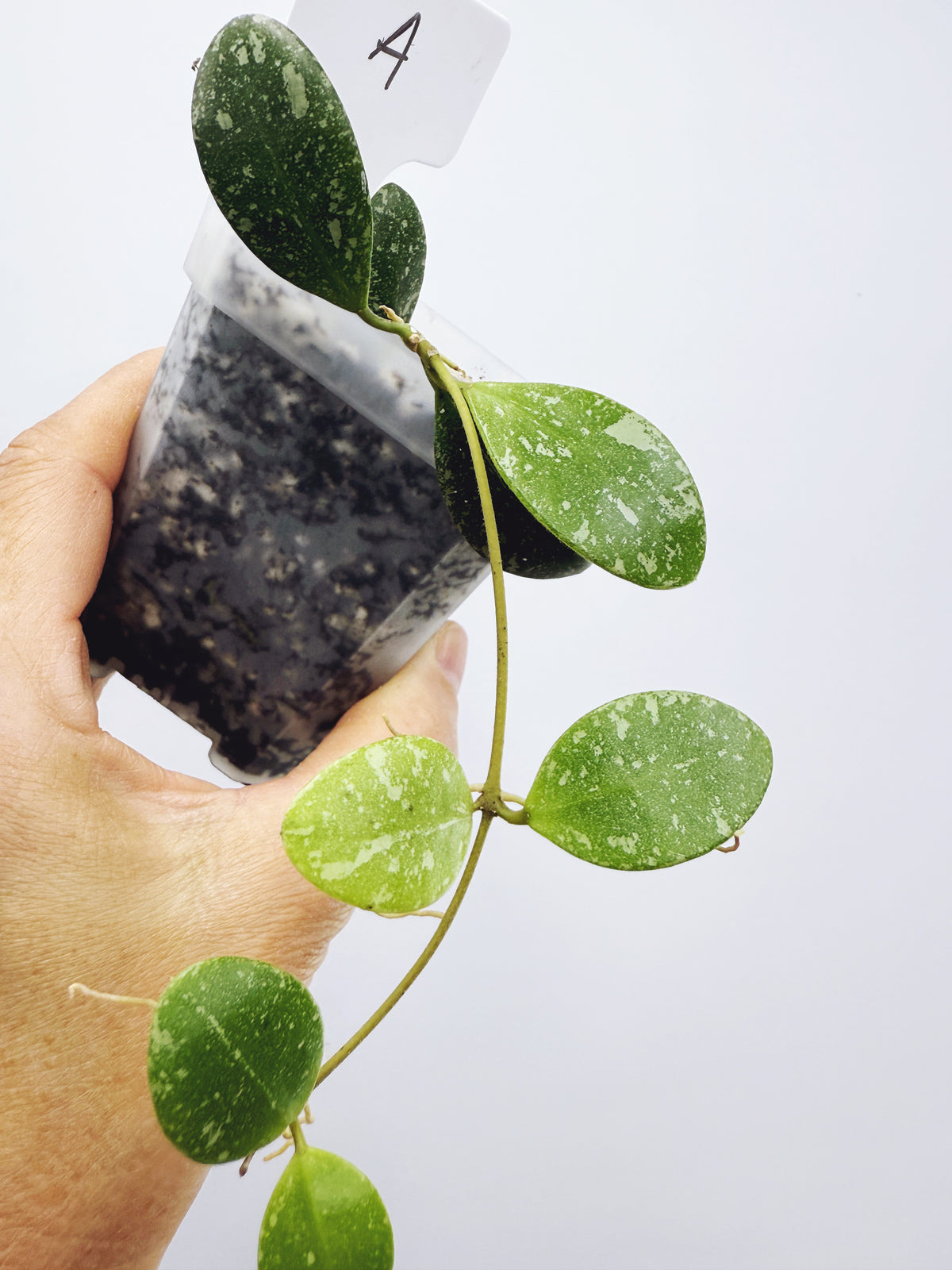 Hoya ETS-10 Splash Plant A