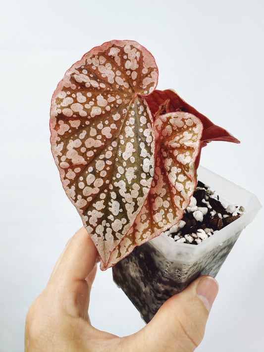Begonia snow capped variegated