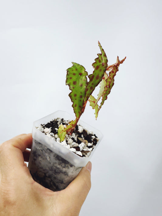 Begonia amphioxus