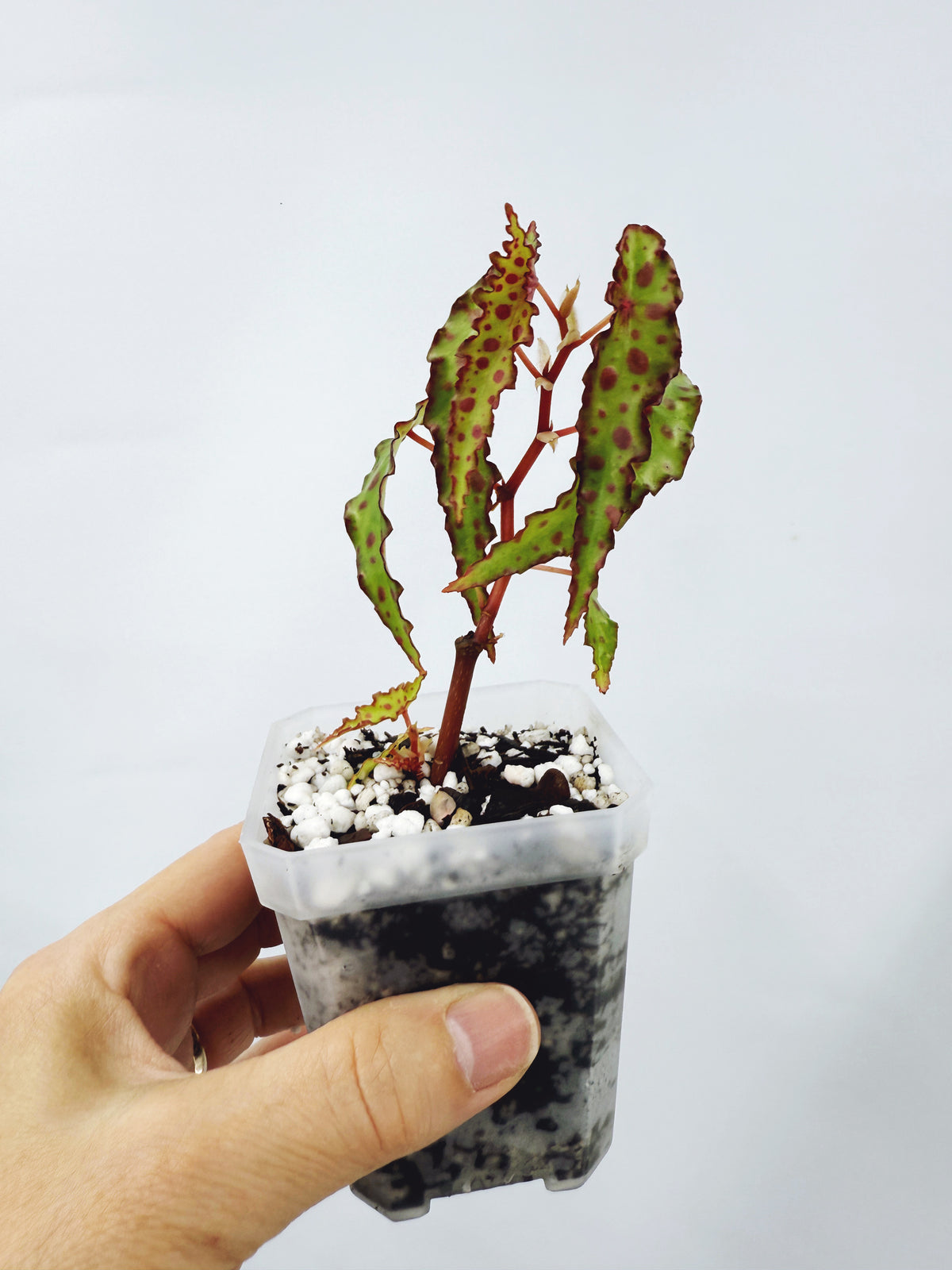 Begonia amphioxus