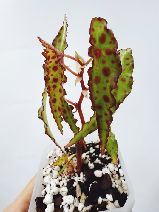 Begonia amphioxus