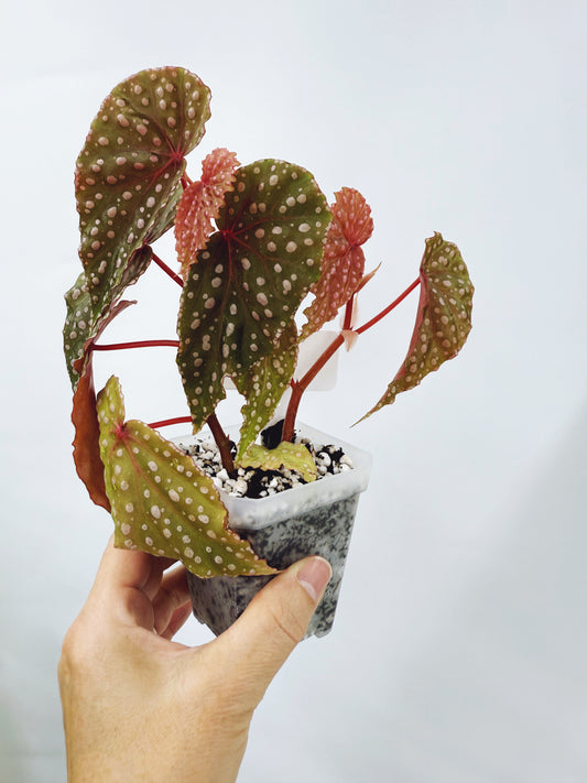 Begonia malachosticta (plant A)