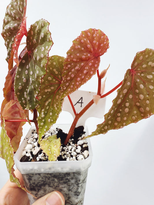 Begonia malachosticta (plant A)