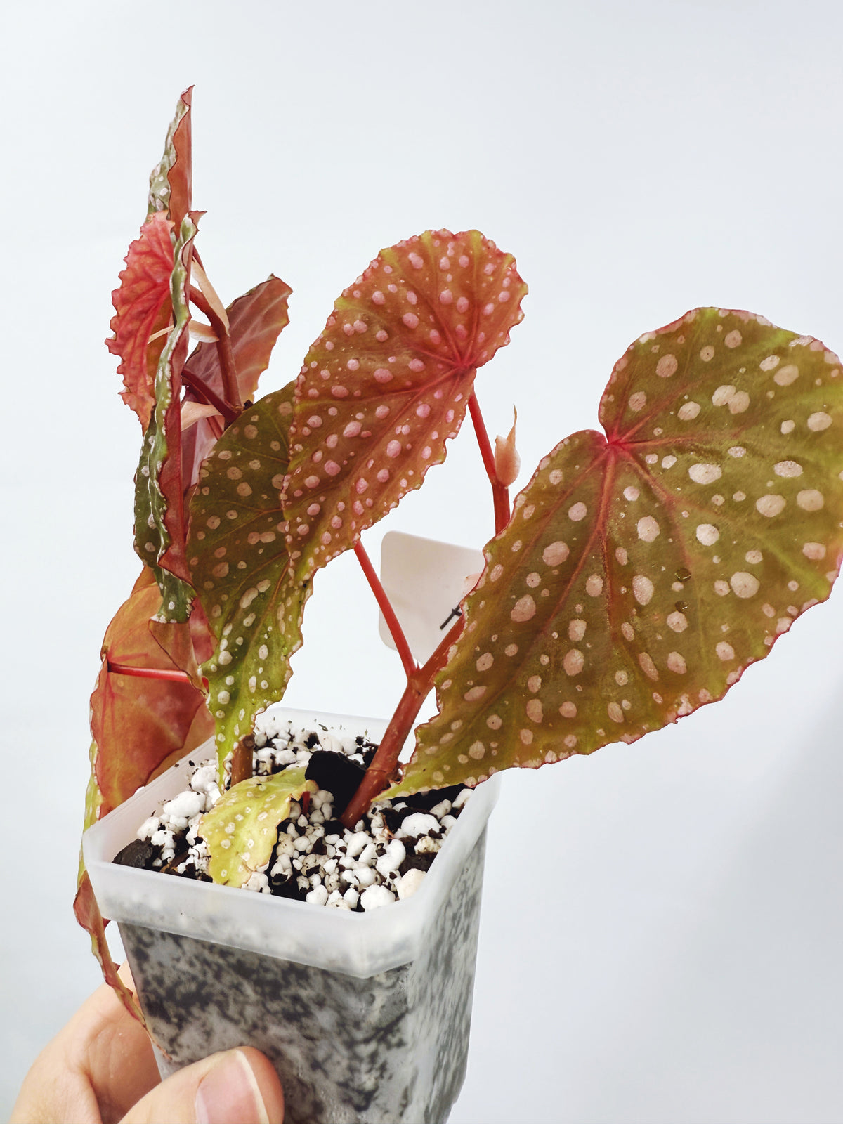 Begonia malachosticta (plant A)
