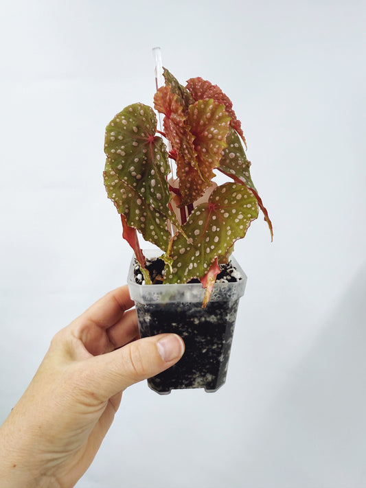 Begonia malachosticta (plant B)