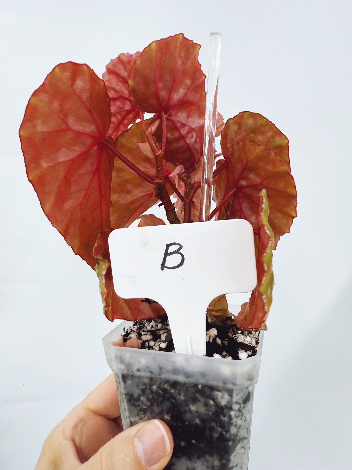 Begonia malachosticta (plant B)