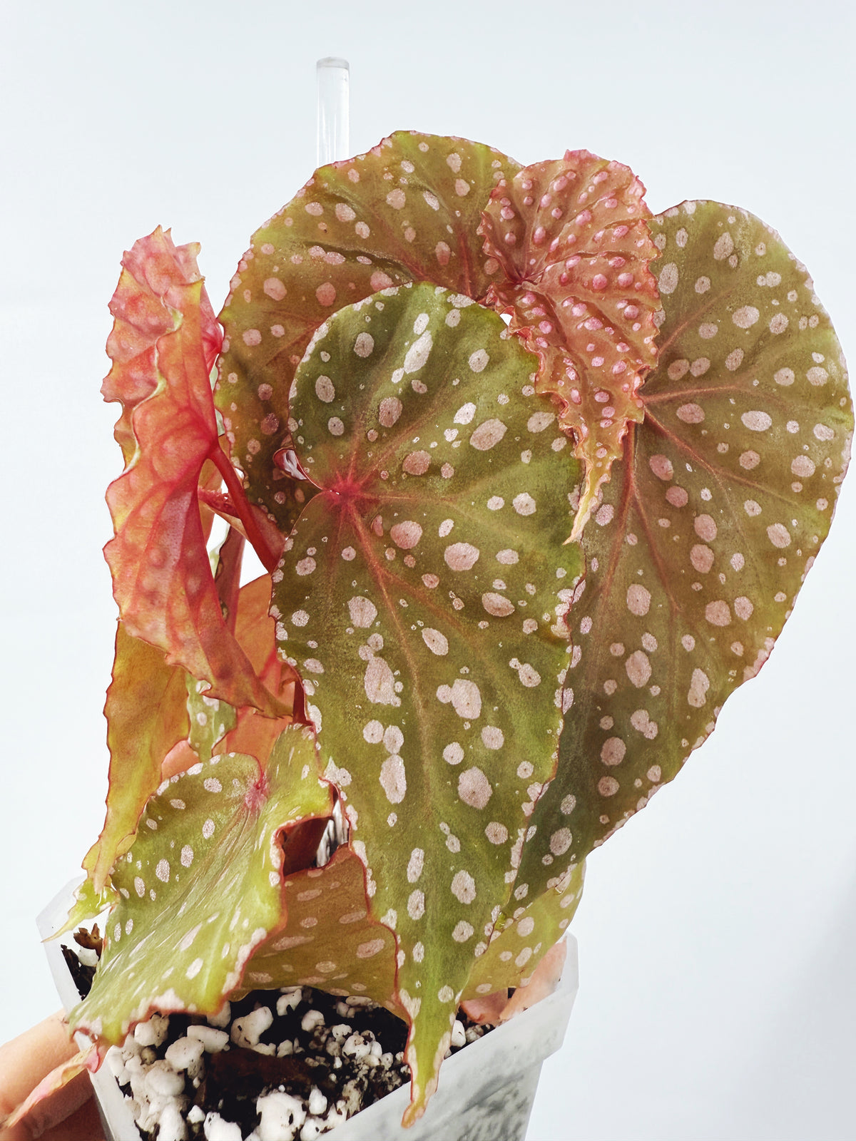 Begonia malachosticta (plant B)