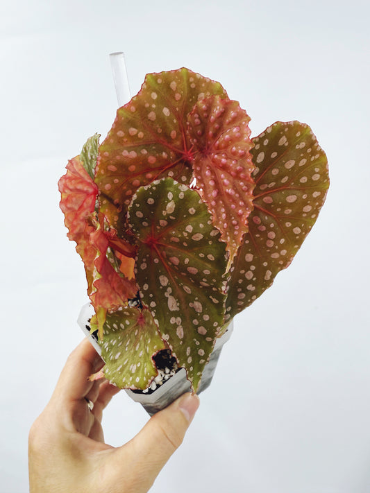 Begonia malachosticta (plant B)