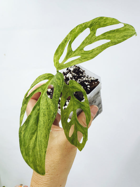 Monstera adansonii mint variegated