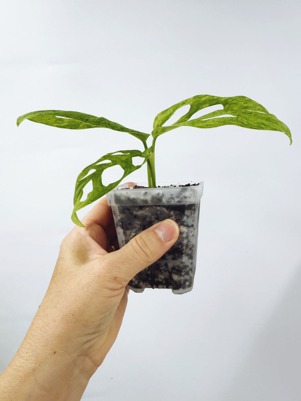 Monstera adansonii mint variegated