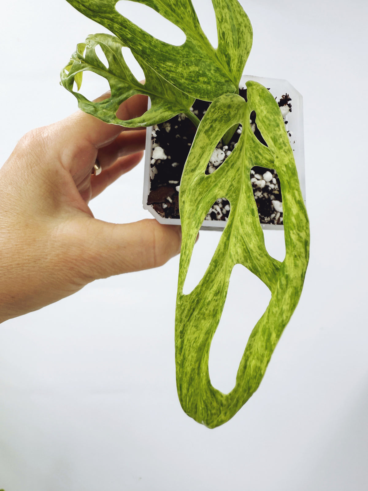 Monstera adansonii mint variegated