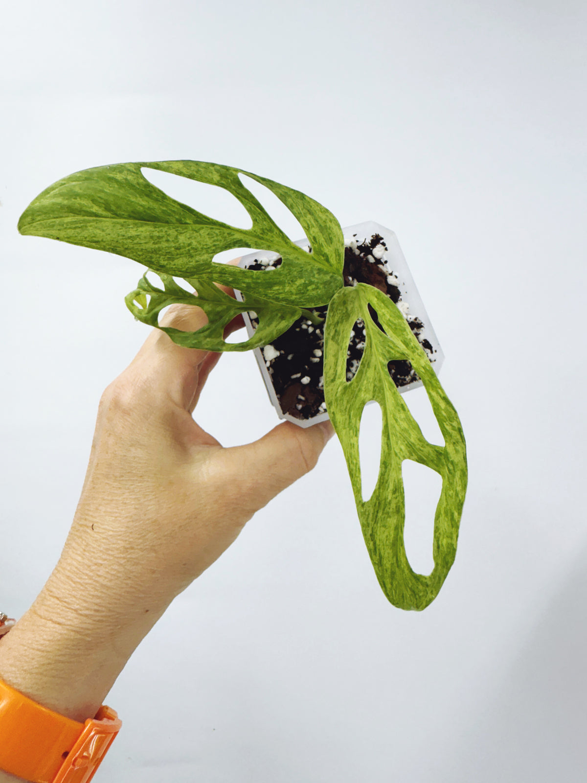 Monstera adansonii mint variegated