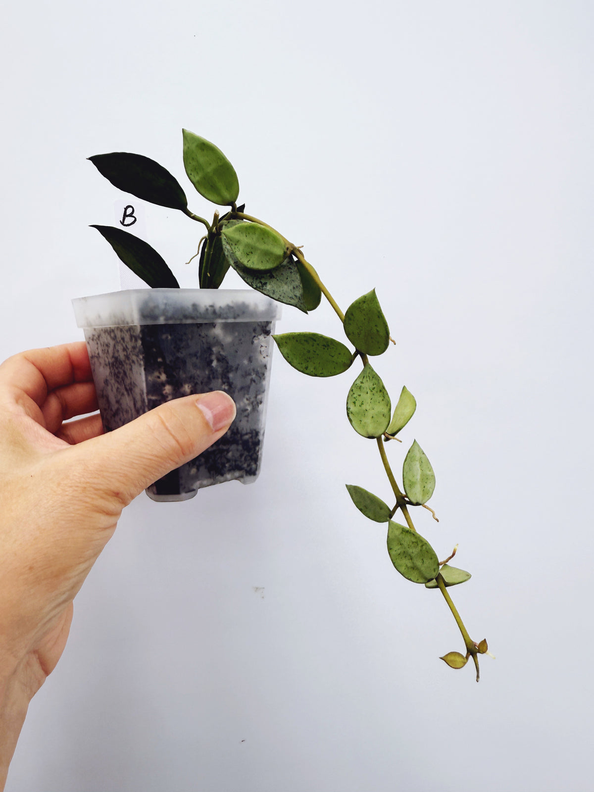 Hoya Lacunosa louisa's silver (Plant B)