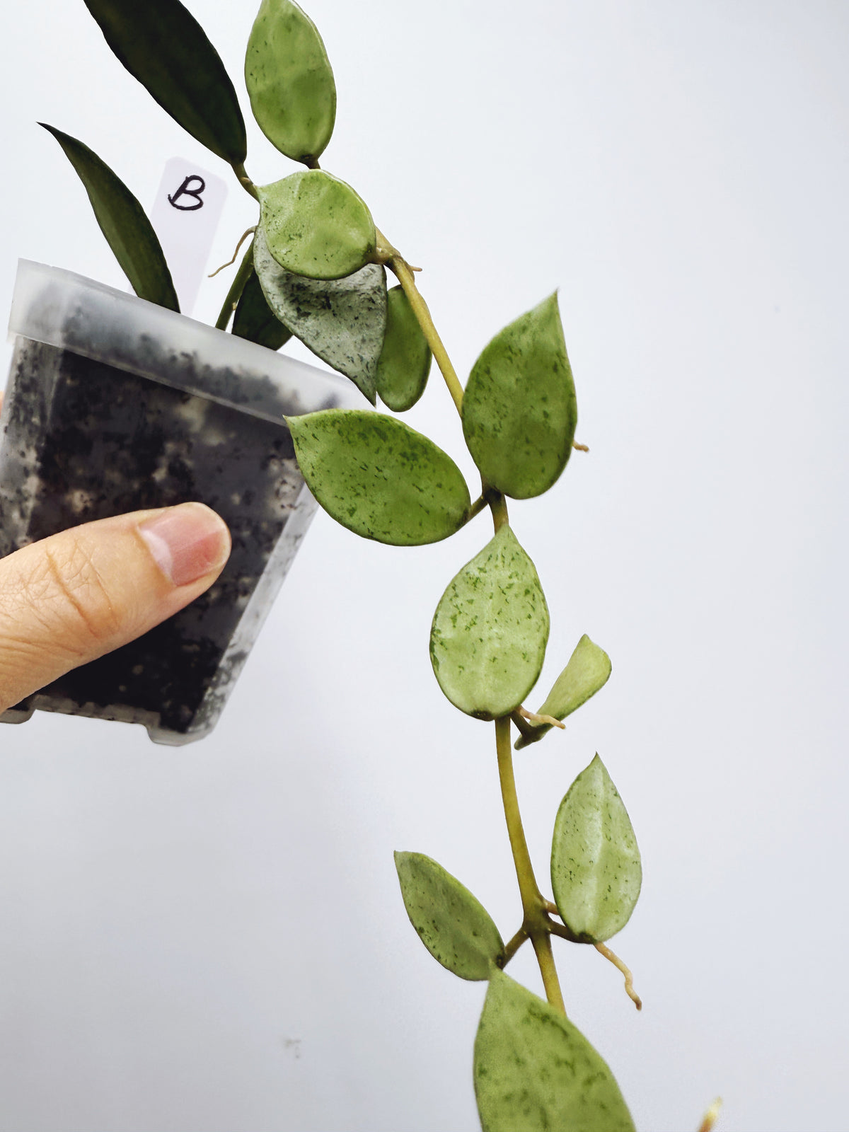 Hoya Lacunosa louisa's silver (Plant B)
