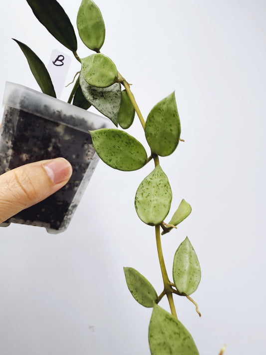 Hoya Lacunosa louisa's silver (Plant B)