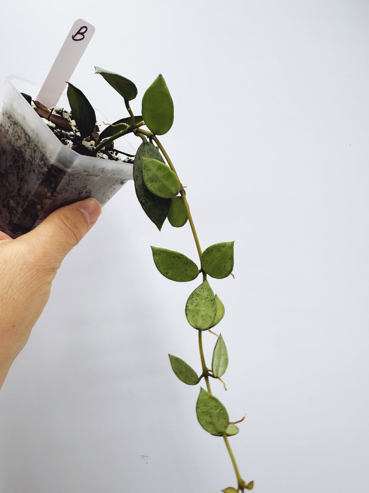 Hoya Lacunosa louisa's silver (Plant B)