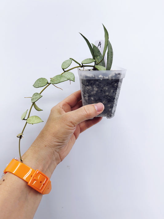 Hoya Lacunosa louisa's silver (Plant A)