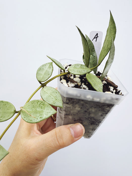 Hoya Lacunosa louisa's silver (Plant A)
