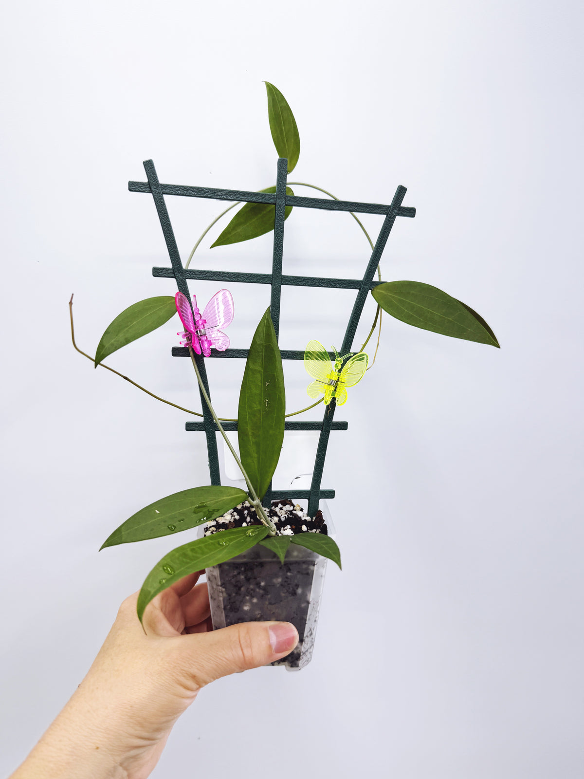 Hoya microdwarf (plant A)