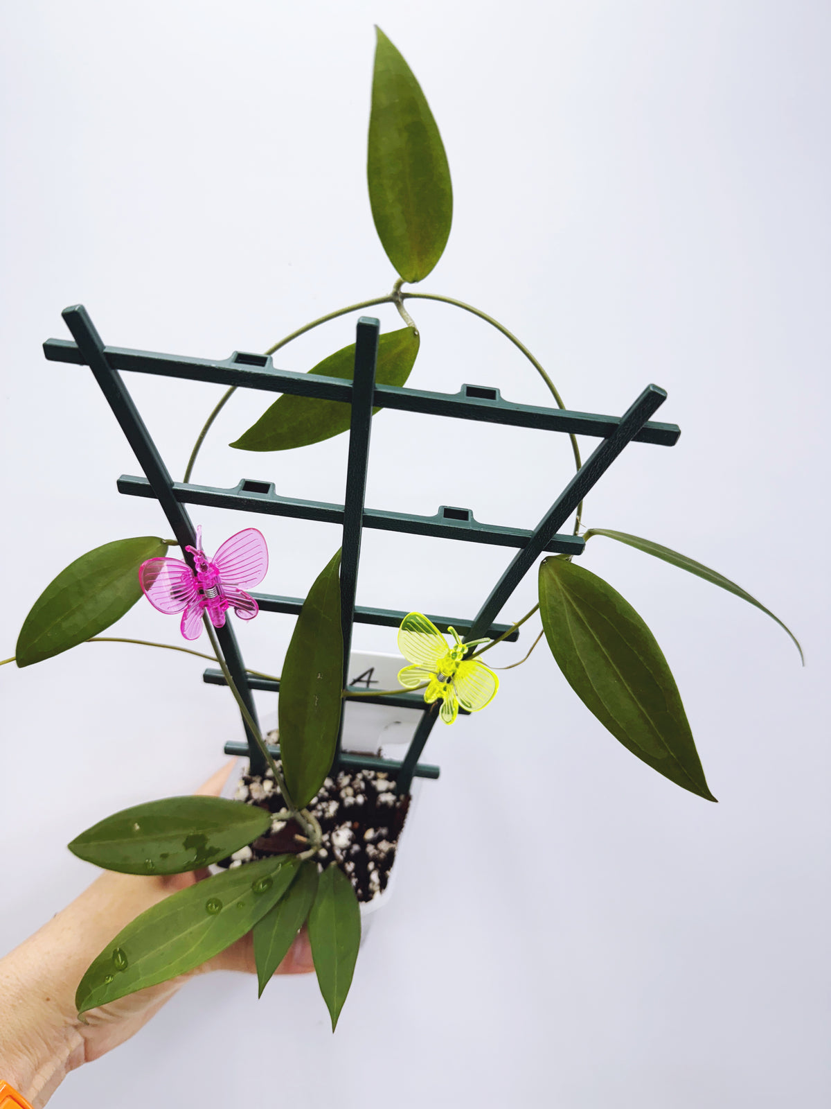 Hoya microdwarf (plant A)