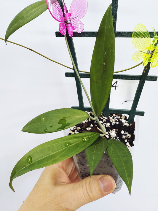 Hoya microdwarf (plant A)