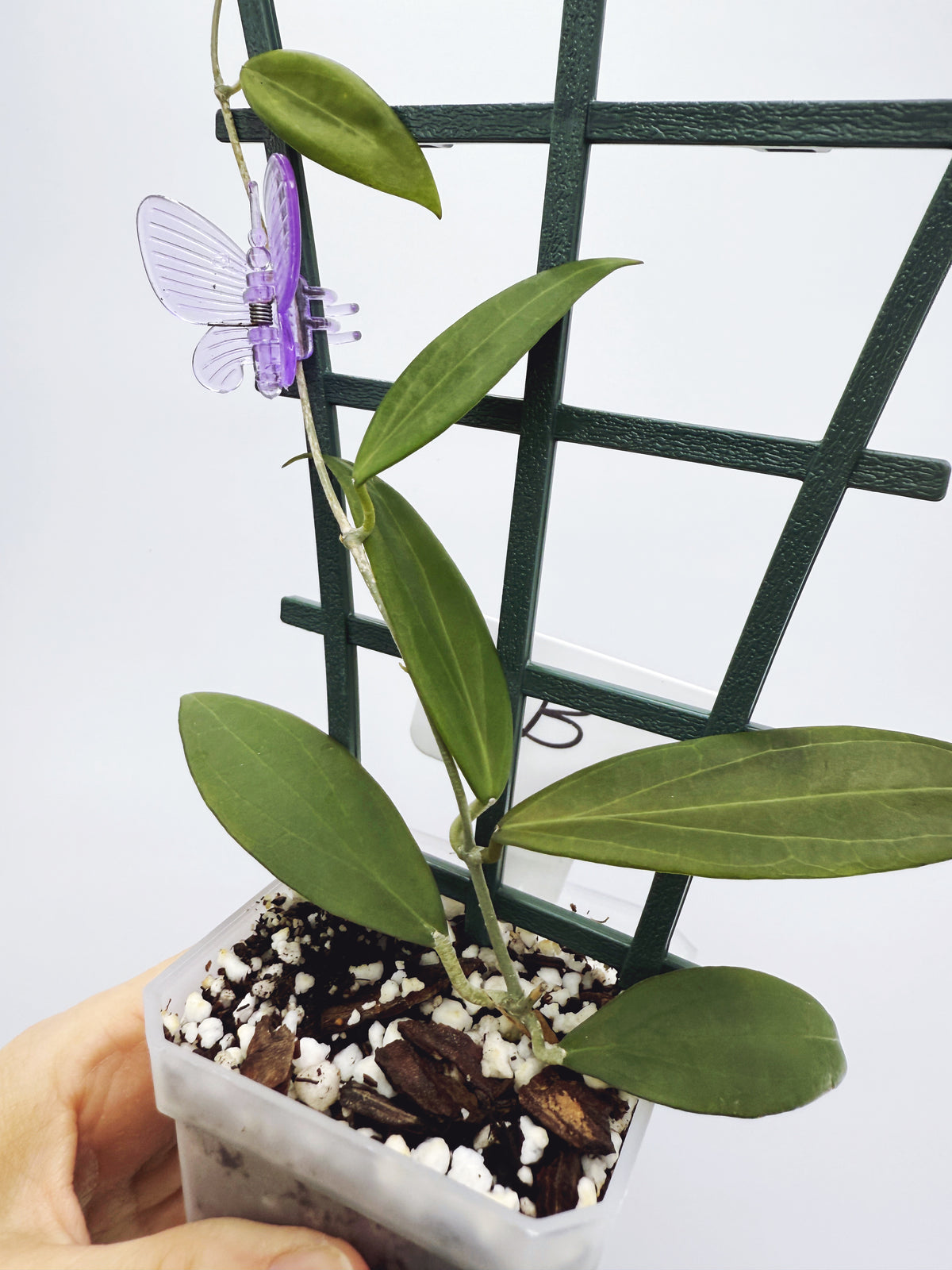 Hoya microdwarf (plant B)