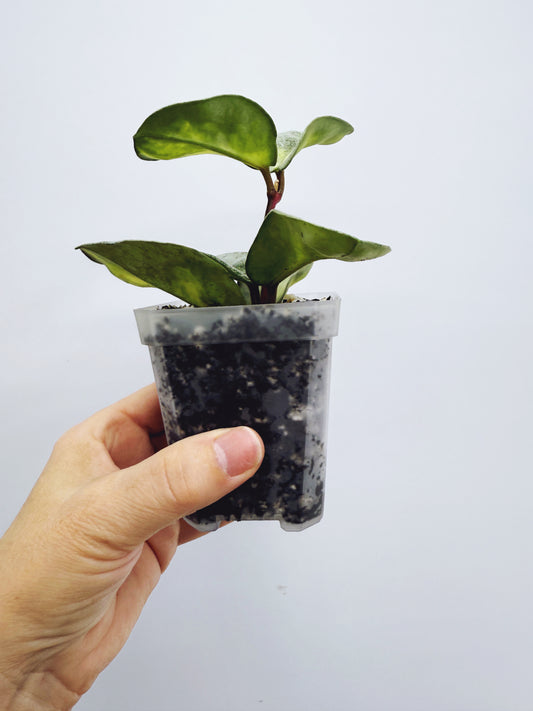 Hoya argentea princess