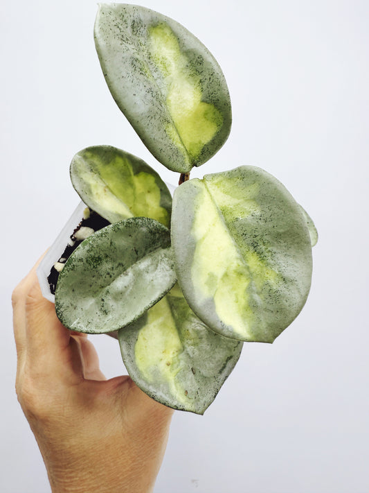 Hoya argentea princess