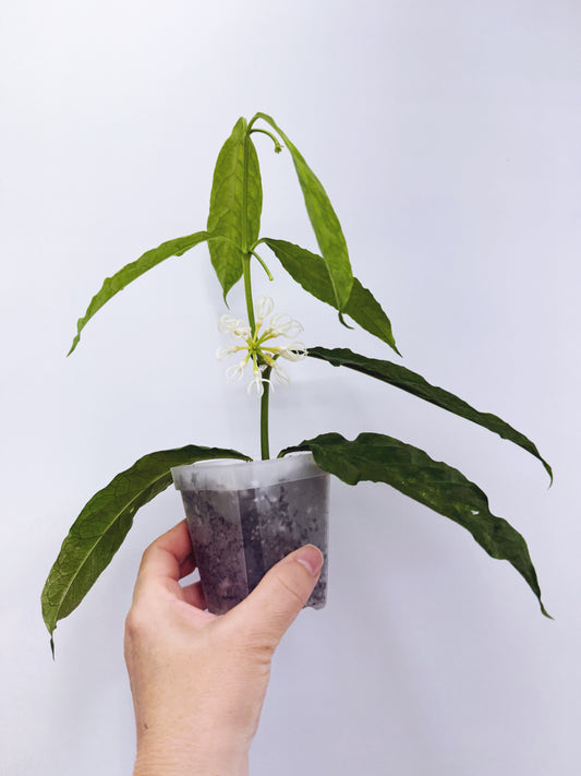 Hoya decipulae