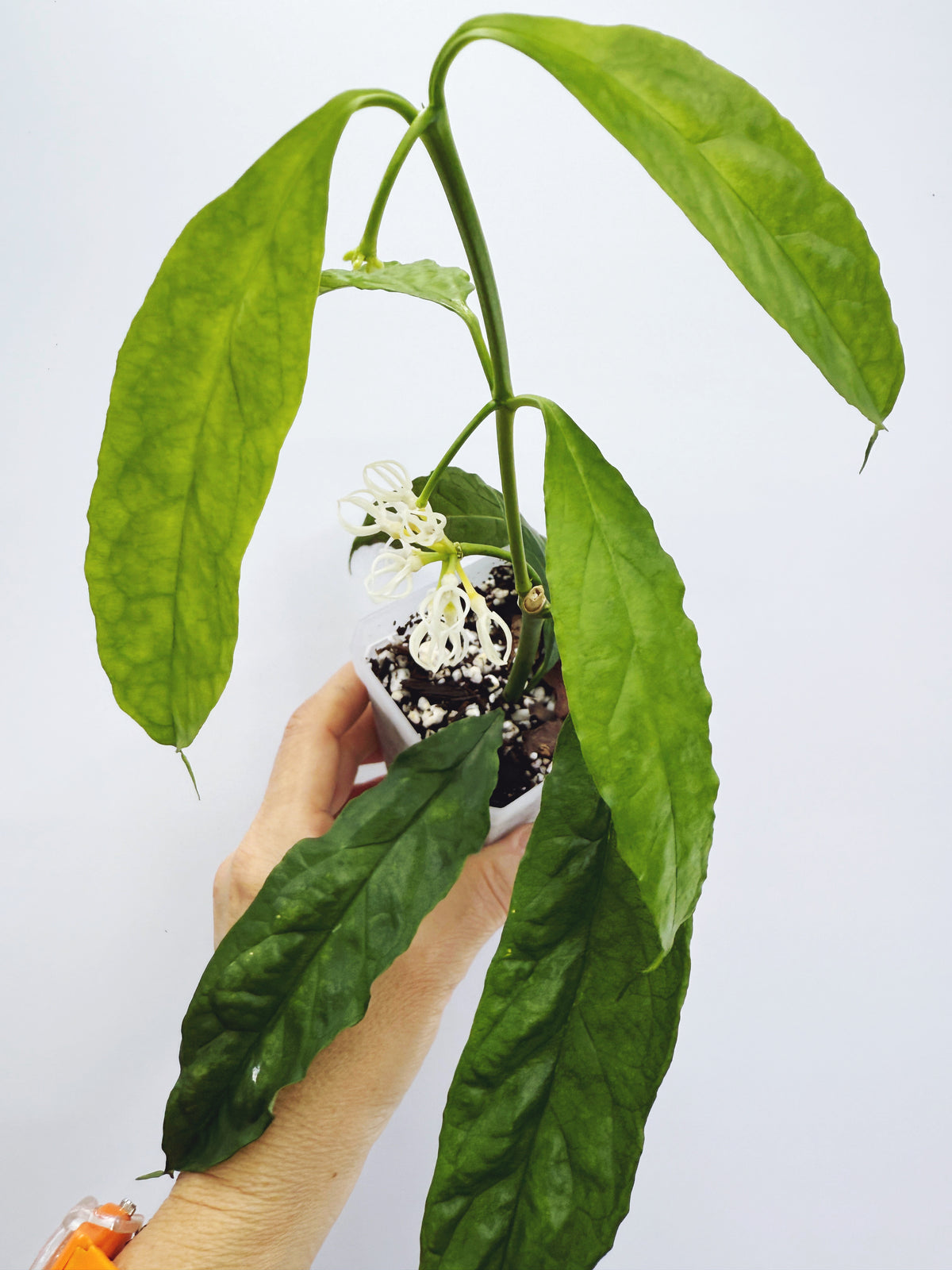 Hoya decipulae