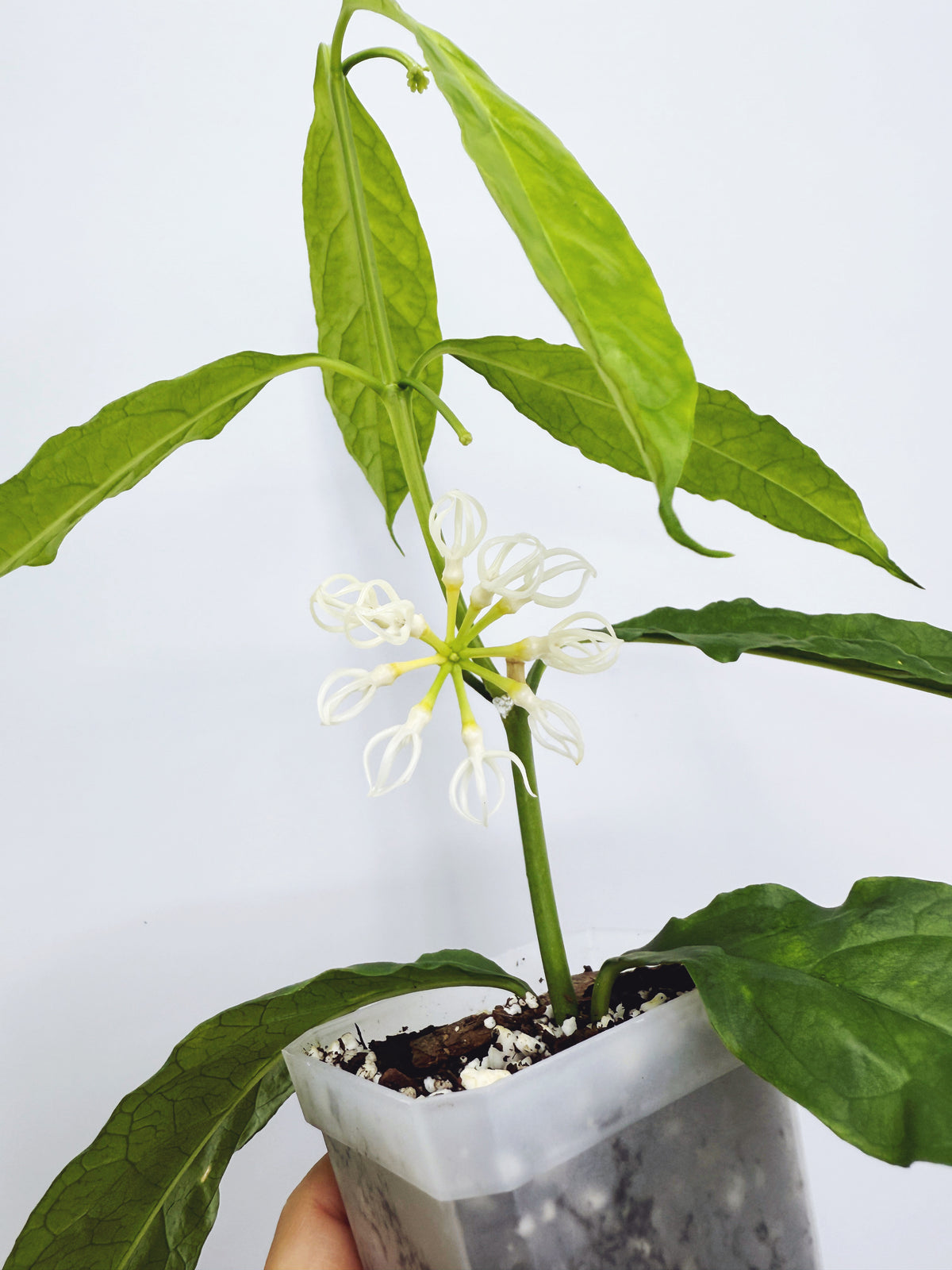 Hoya decipulae