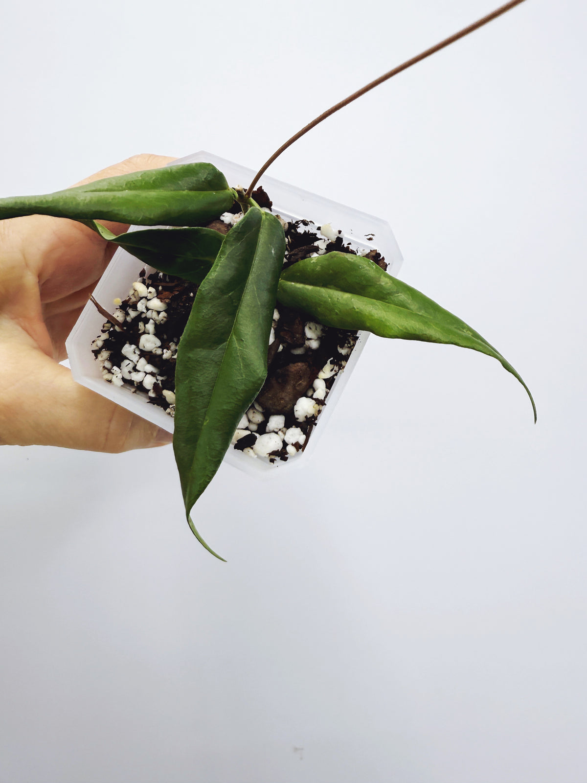 Hoya paradisea