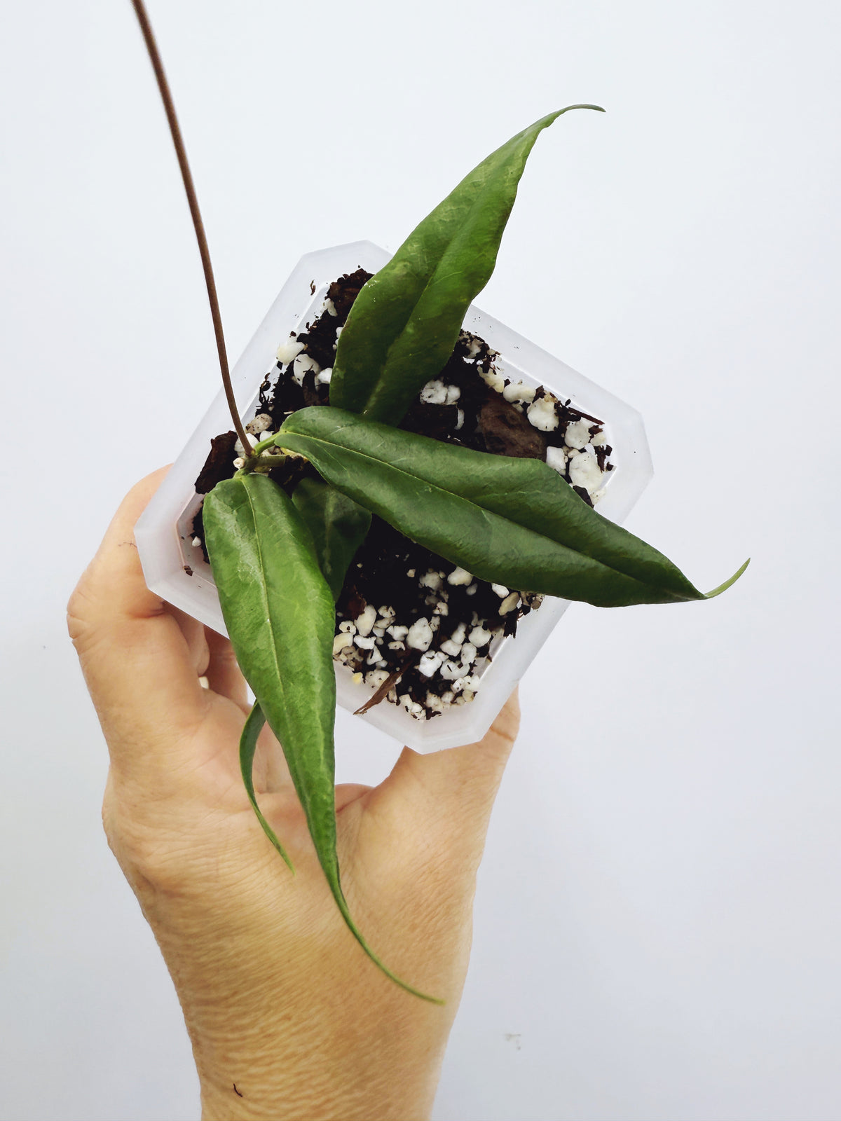 Hoya paradisea