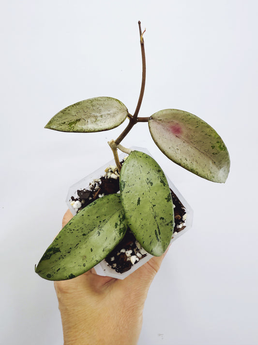 Hoya snow cui