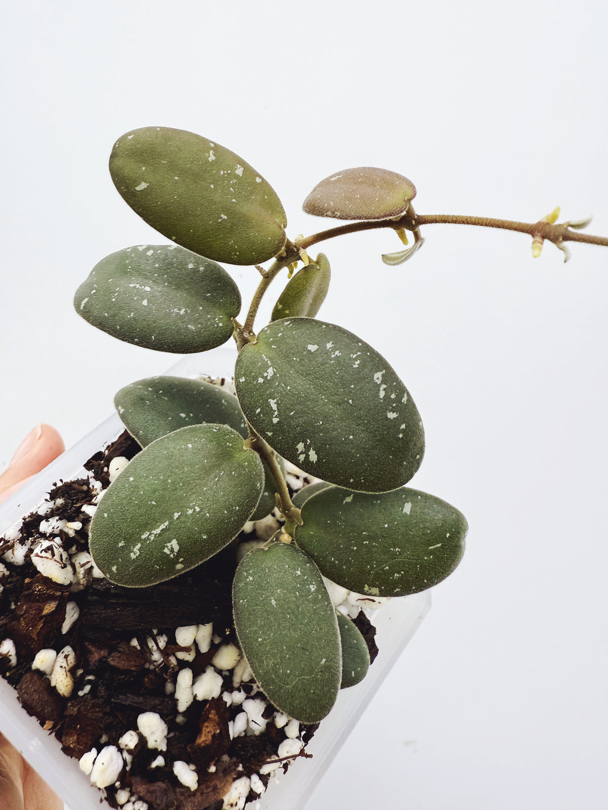Current Plants