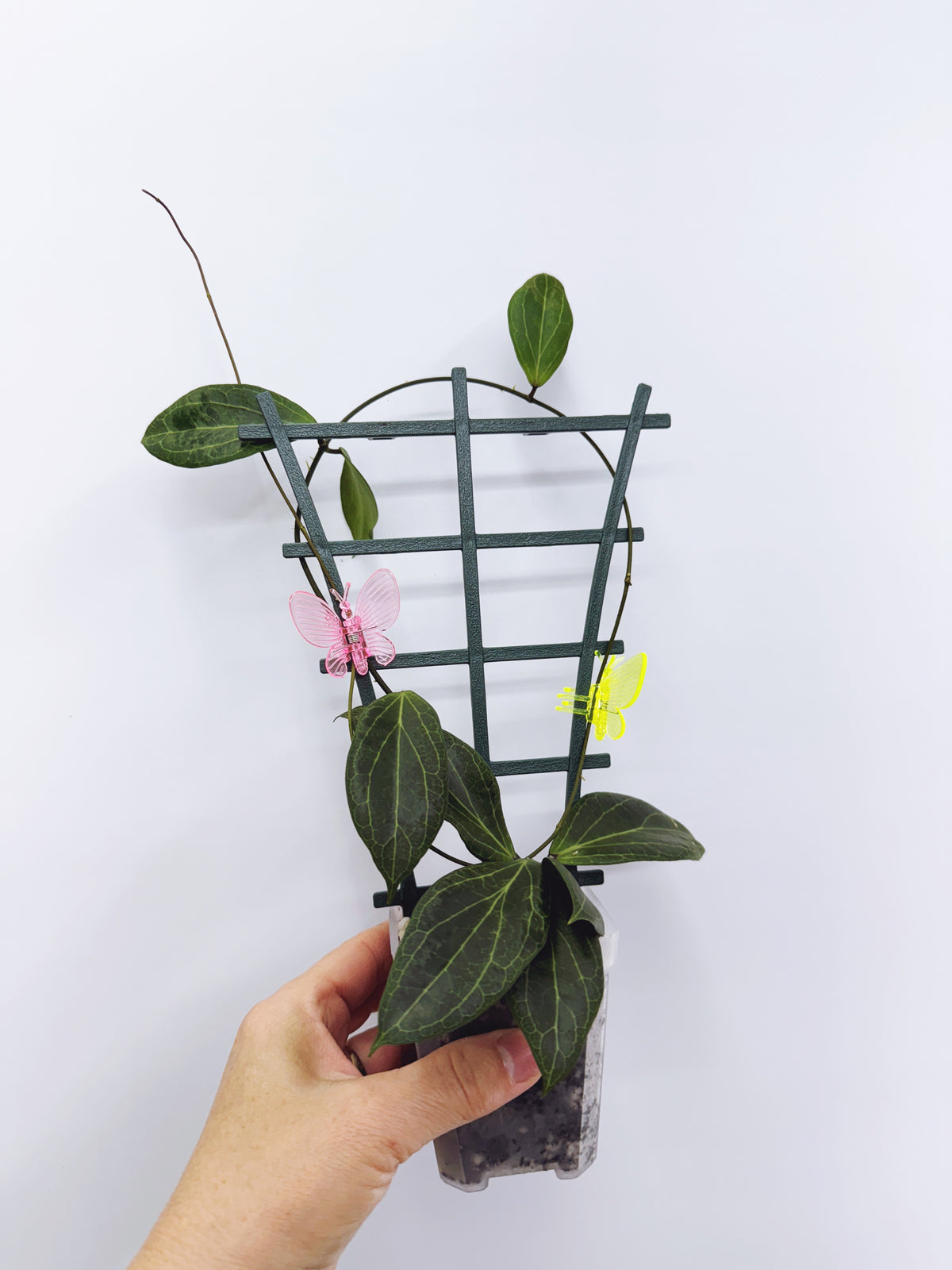 Hoya camphorifolia