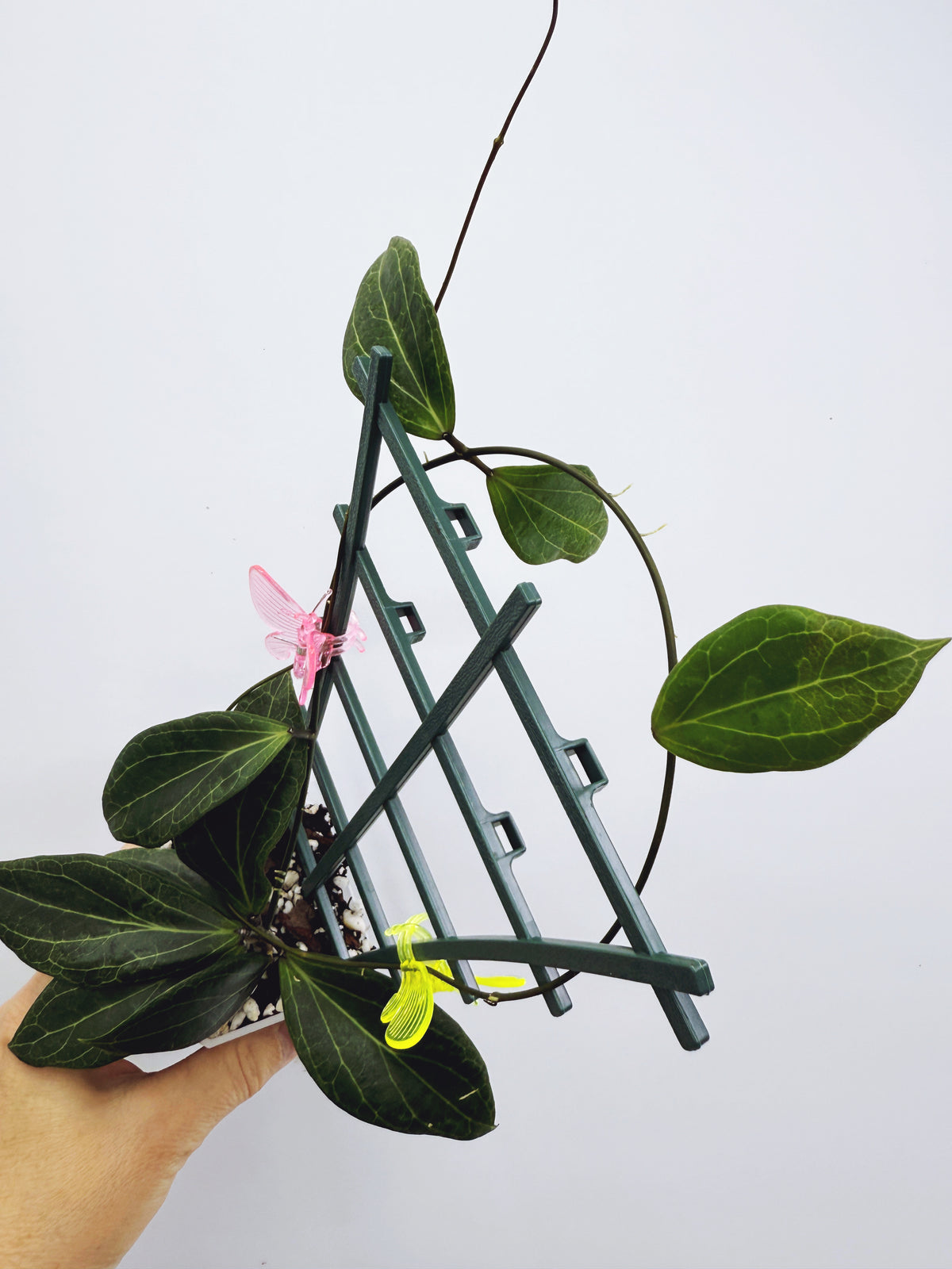 Hoya camphorifolia