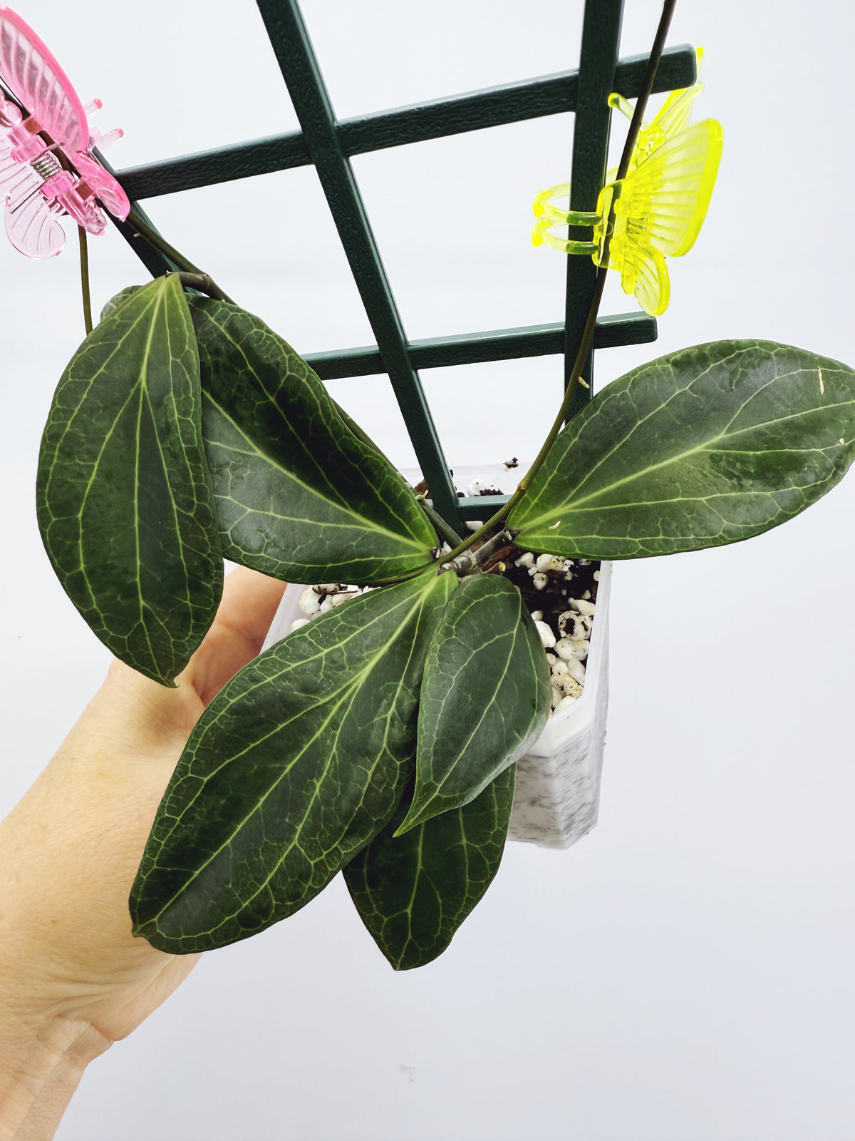 Hoya camphorifolia