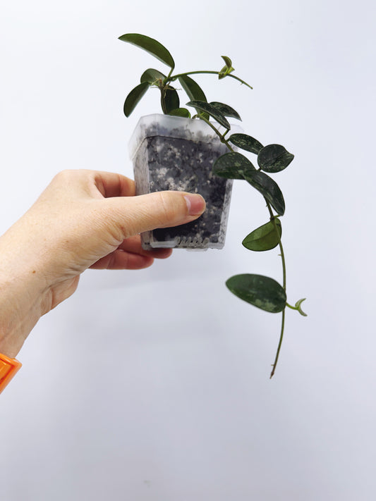 Hoya lima splash
