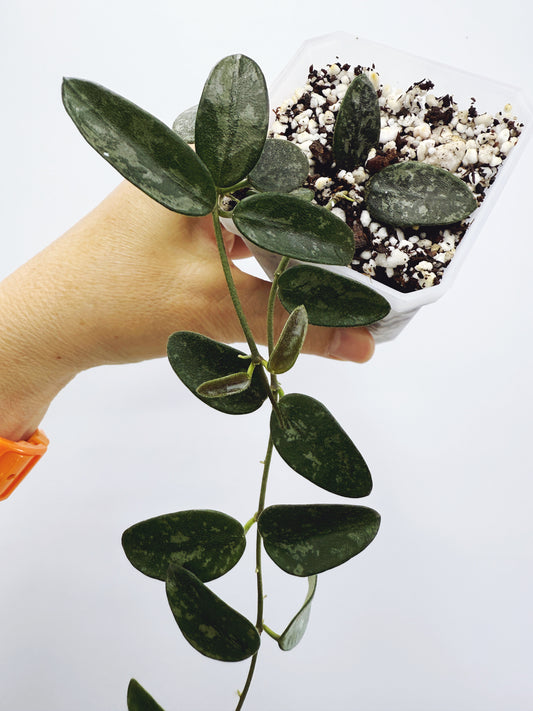 Hoya lima splash